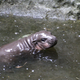 Illustration for article titled This Baby Pygmy Hippo Is the Cutest Thing on Planet Earth (No Arguing Please)